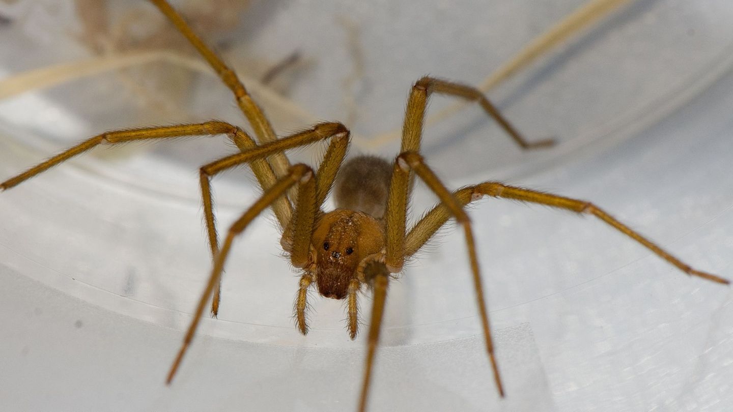 Die Chilenische Einsiedlerspinne