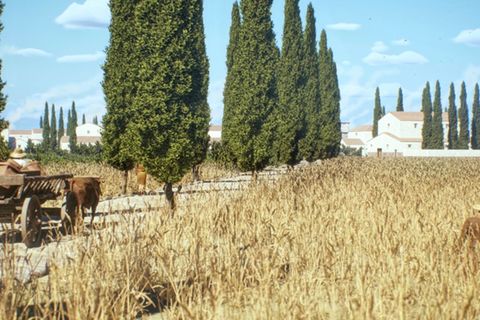 Vielbefahrene Straßen waren oft gepflastert, wie in der antiken Stadt Timgad in Algerien Foto: -/tiner-e, Artas Media, MINERVA/d