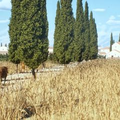 Vielbefahrene Straßen waren oft gepflastert, wie in der antiken Stadt Timgad in Algerien Foto: -/tiner-e, Artas Media, MINERVA/d
