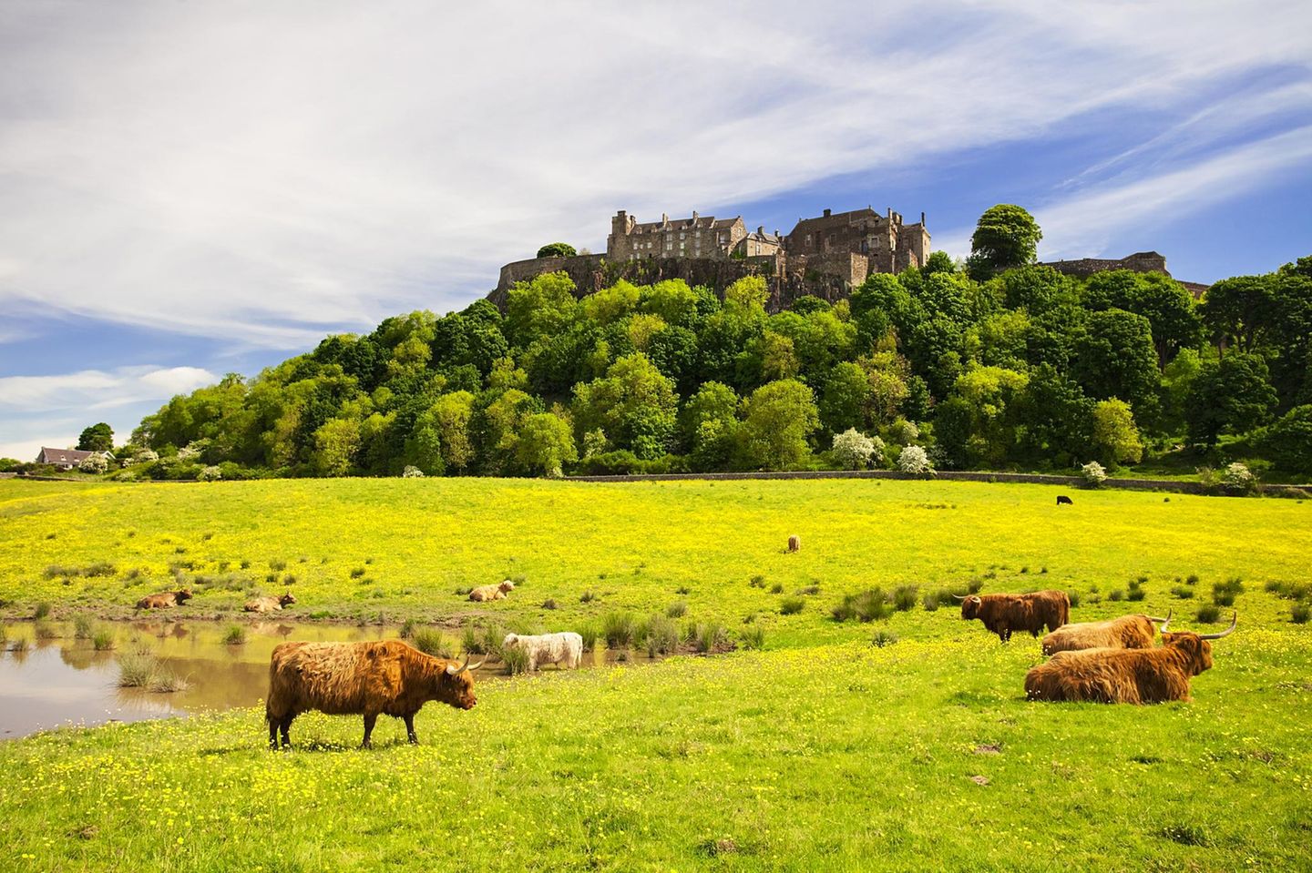 Stirling Castle mit Rindern auf der Wiese in Schottland
