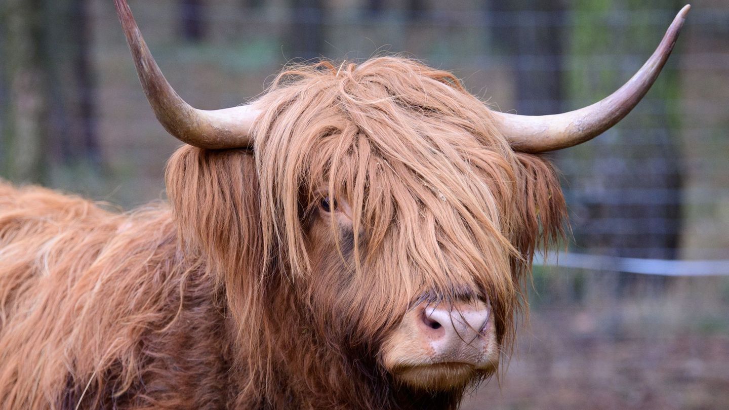 Zwei Rinder sind von einem Zug erfasst worden (Symbolbild) Foto: Soeren Stache/dpa-Zentralbild/ZB