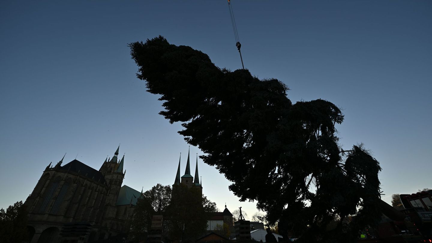 Erfurter Weihnachtsmarkt 2025: Rund 50 Jahre alter Weihnachtsbaum schmückt Domplatz