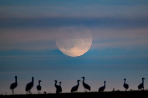 Das Vogelgrippe-Virus tritt vermehrt bei Kranichen auf. (Symbolbild) Foto: Patrick Pleul/dpa