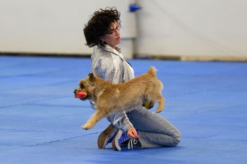 Auch dieses Jahr zeigen mehrere Mensch-Hund-Teams bei der Deutschen Meisterschaft ihr Können (Archivbild) Foto: Henning Kaiser/d