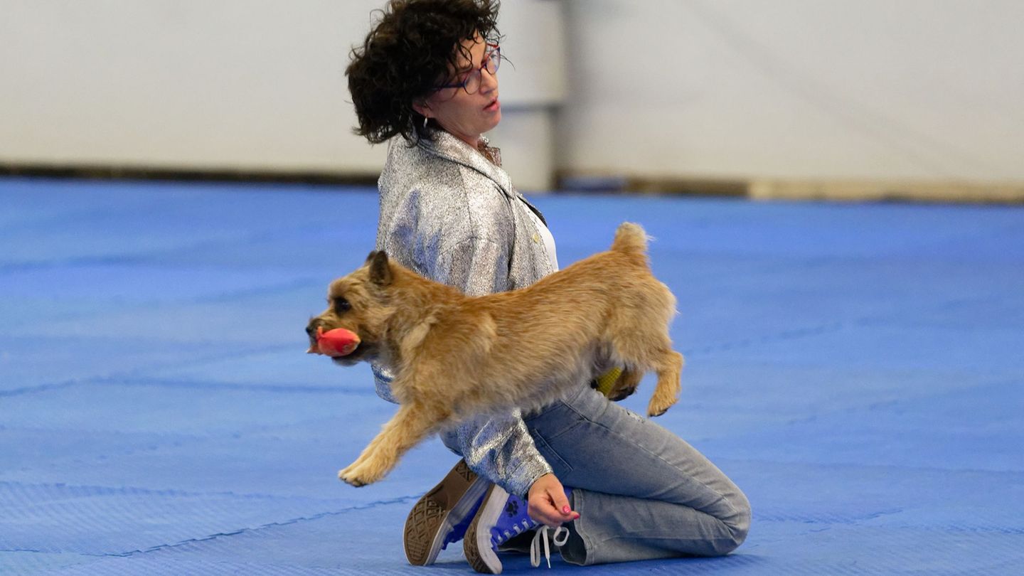 Auch dieses Jahr zeigen mehrere Mensch-Hund-Teams bei der Deutschen Meisterschaft ihr Können (Archivbild) Foto: Henning Kaiser/d