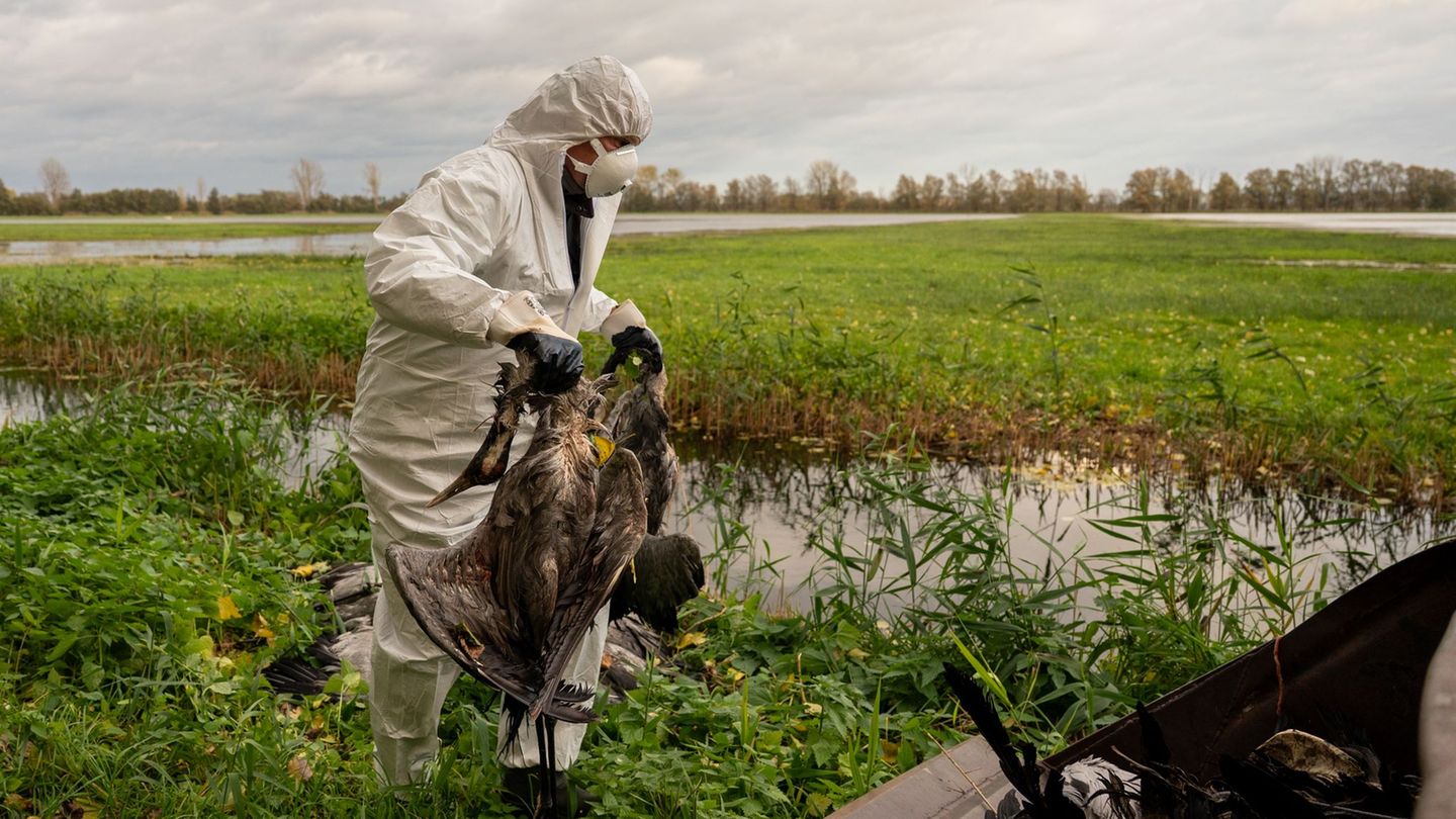 Im Saarland gilt die Stallpflicht seit dem 30. Oktober (Archivbild) Foto: Christophe Gateau/dpa