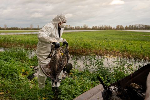 Im Saarland gilt die Stallpflicht seit dem 30. Oktober (Archivbild) Foto: Christophe Gateau/dpa