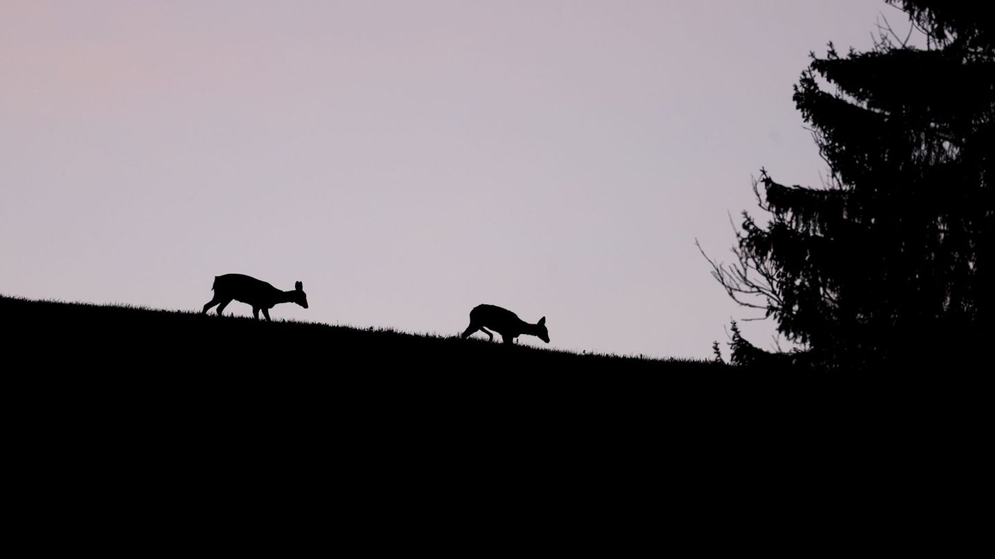 Herbstliche Gefahr: Fünf Wildunfälle in Serie in Neuburg-Schrobenhausen