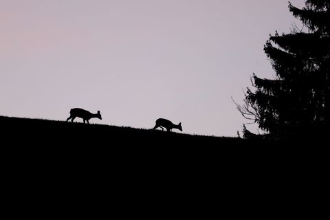 Rehe in der Dämmerung (Symbolbild) Foto: Karl-Josef Hildenbrand/dpa