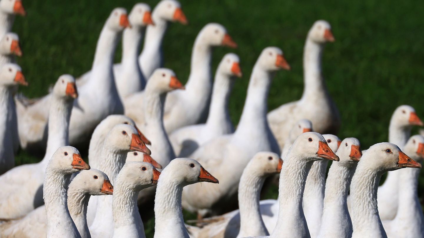 Verbraucherpreise: Höhere Geflügelpreise vor dem Martinsfest