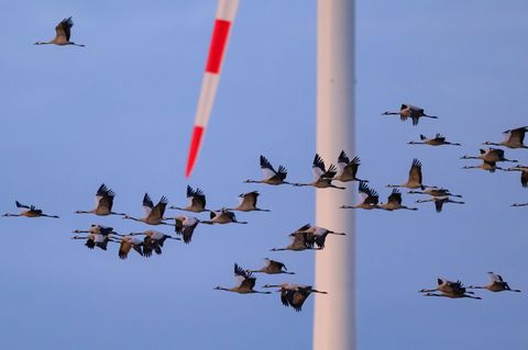 In Rheinland-Pfalz sind bislang hauptsächlich Kraniche betroffen. (Symbolbild) Foto: Patrick Pleul/dpa