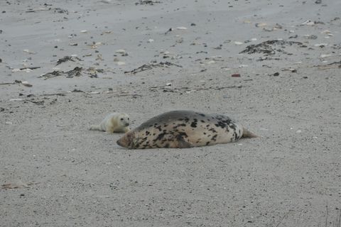 Die kleinen Kegelrobben, wie hier aus dem vergangenen Winter, sind ein wahrer Touristenmagnet. (Archivbild) Foto: Helge Toben/dp