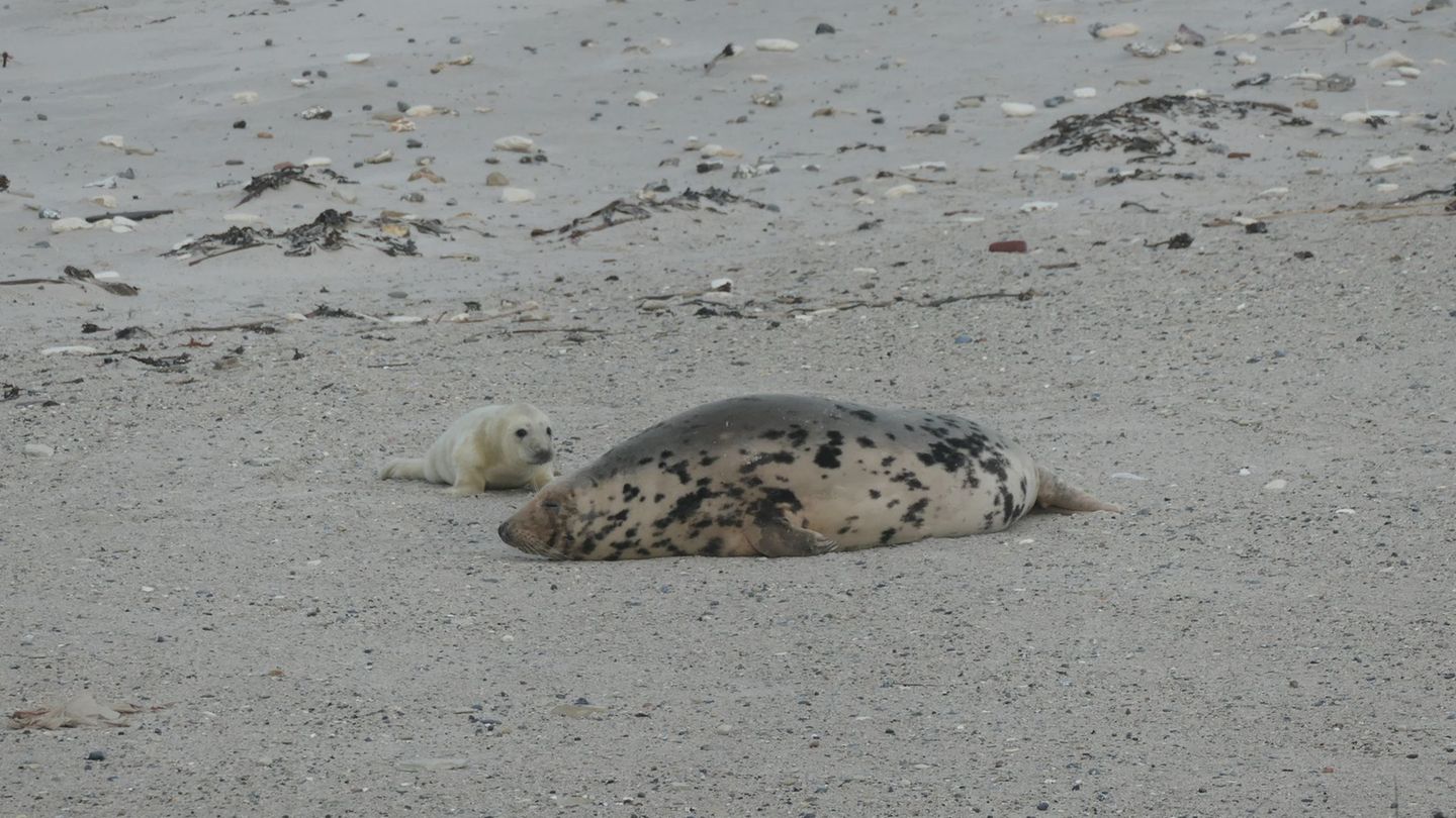 Die kleinen Kegelrobben, wie hier aus dem vergangenen Winter, sind ein wahrer Touristenmagnet. (Archivbild) Foto: Helge Toben/dp