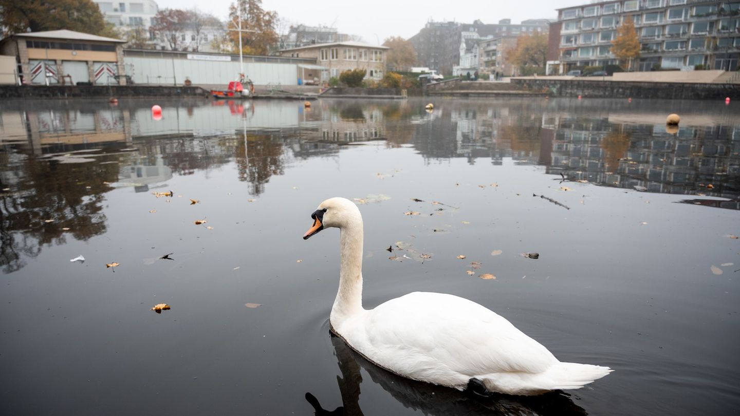 Seit März 2020 hat der Landesbetrieb Straßen, Brücken und Gewässer (LSBG) im Auftrag der Behörde für Verkehr und Mobilitätswende