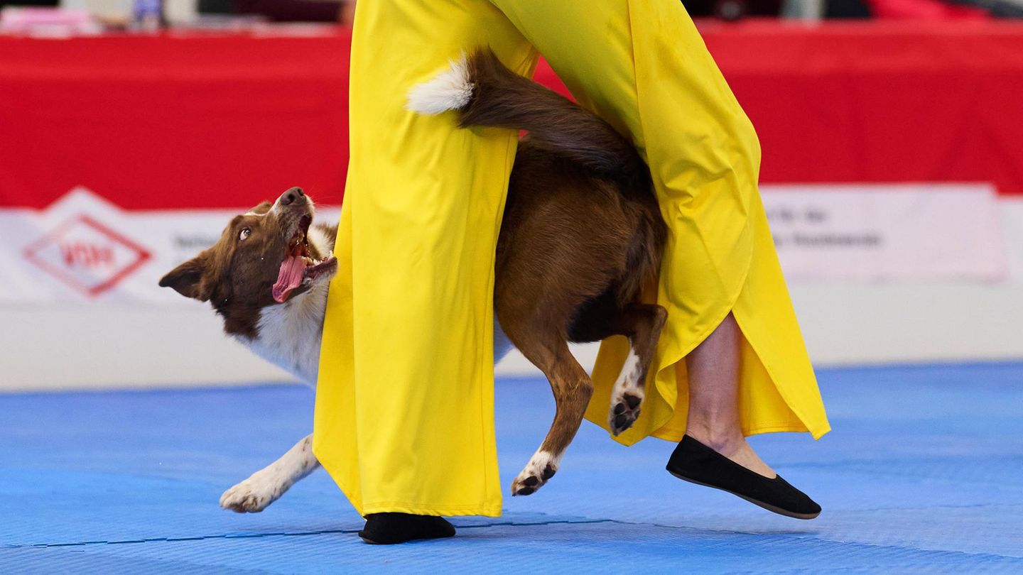 Dortmund, Deutschland. Bei der Deutschen Meisterschaft im Dog Dancing schwingen Hunde ihre Tanzbeine. Die bundesweit besten Mensch-Hund-Teams treten mit ihren Choreografien auf der Publikumsmesse "Hund und Pferd" an, darunter Barbara Feldbauer und ihr Border Collie Winston aus dem Chiemgau in Bayern. Sie siegten in der ersten Kategorie. Bewertet werden die tänzerische Performance, die Ausdruckskraft und die Reaktion des Hundes auf Kommandos
