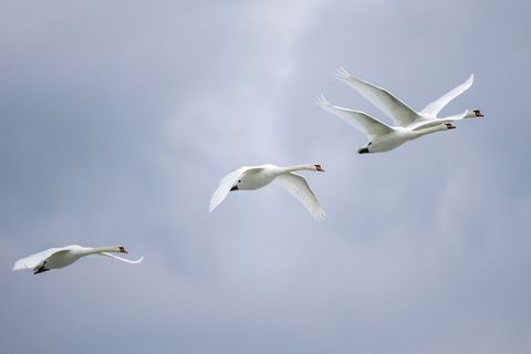 Vogelgrippe in Frankreich mit Auswirkungen auf den Südwesten. (Symbolbild) Foto: Thomas Warnack/dpa