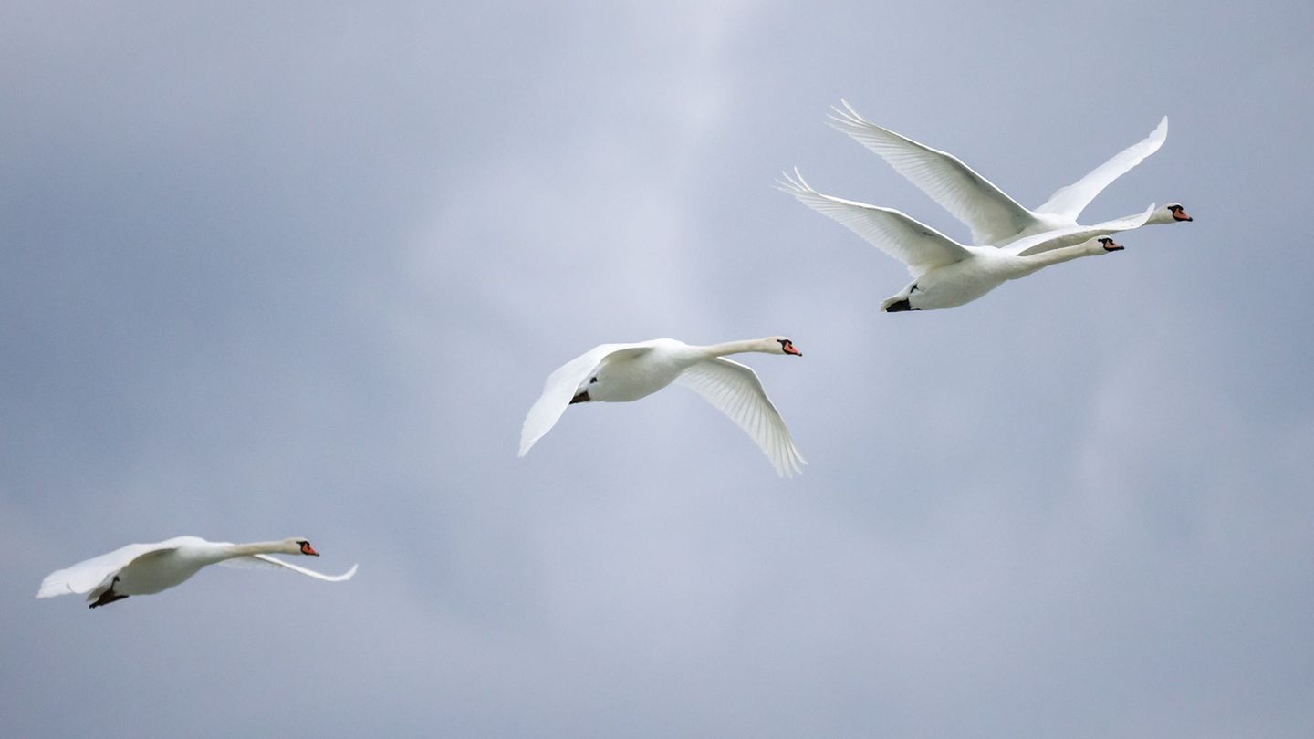 Vogelgrippe in Frankreich mit Auswirkungen auf den Südwesten. (Symbolbild) Foto: Thomas Warnack/dpa