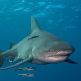 ein Bullenhai im Meer