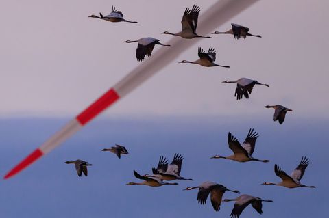 Schwer kranke Kraniche dürfen in einigen Regionen in Niedersachsen jetzt von Jägern erschossen werden. (Archivbild) Foto: Patric