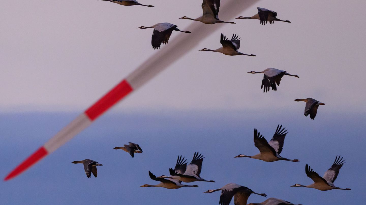 Schwer kranke Kraniche dürfen in einigen Regionen in Niedersachsen jetzt von Jägern erschossen werden. (Archivbild) Foto: Patric