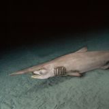 Koboldhai aufgenommen in Japan