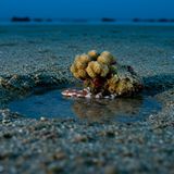 Epaulettenhai an Land