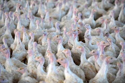 Nach der Feststellung der Geflügelpest in einem Putenstall im Landkreis Cloppenburg mussten die Tiere getötet werden. (Symbolfot