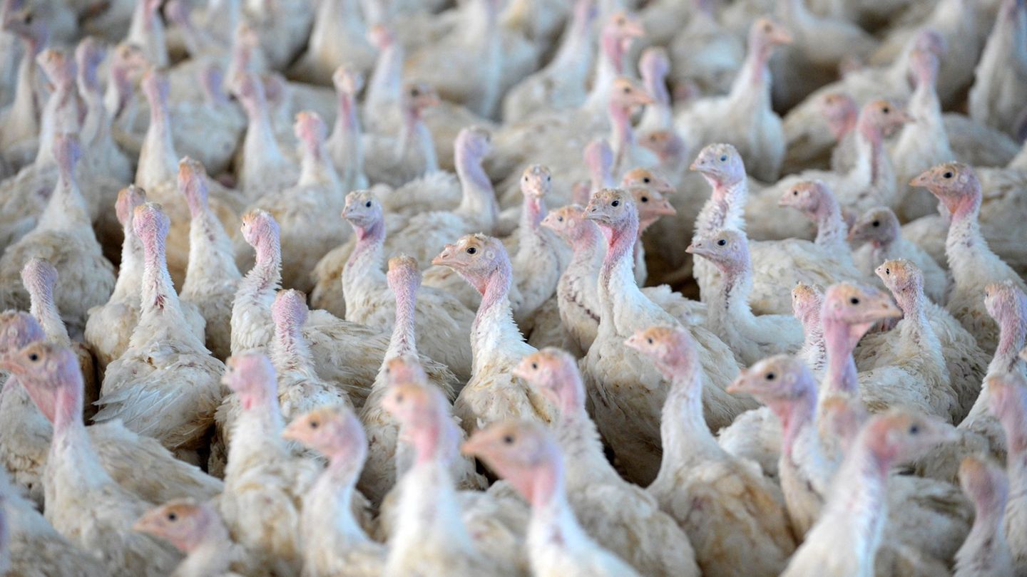 Nach der Feststellung der Geflügelpest in einem Putenstall im Landkreis Cloppenburg mussten die Tiere getötet werden. (Symbolfot