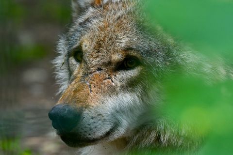 Wolf in einem Wildpark