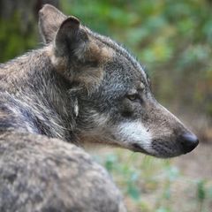 Ein Europäischer Wolf (Canis lupus lupus)