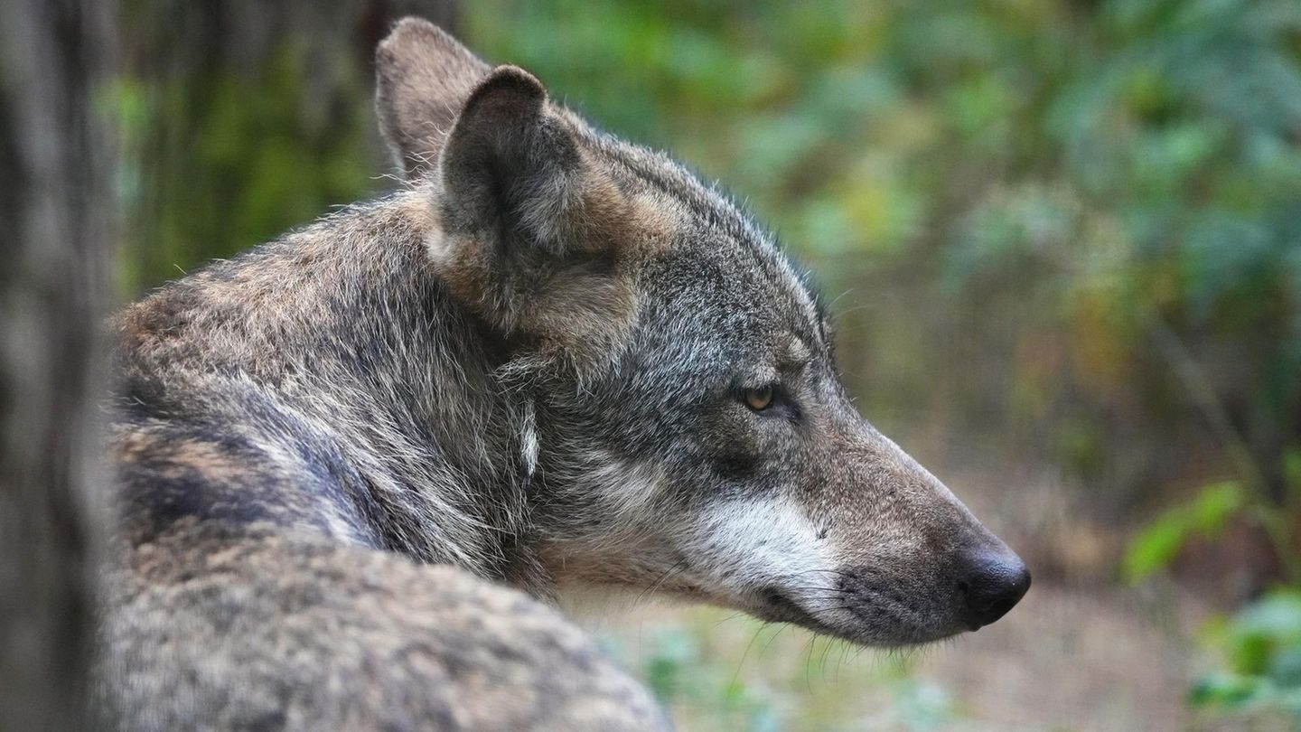 Ein Europäischer Wolf (Canis lupus lupus)