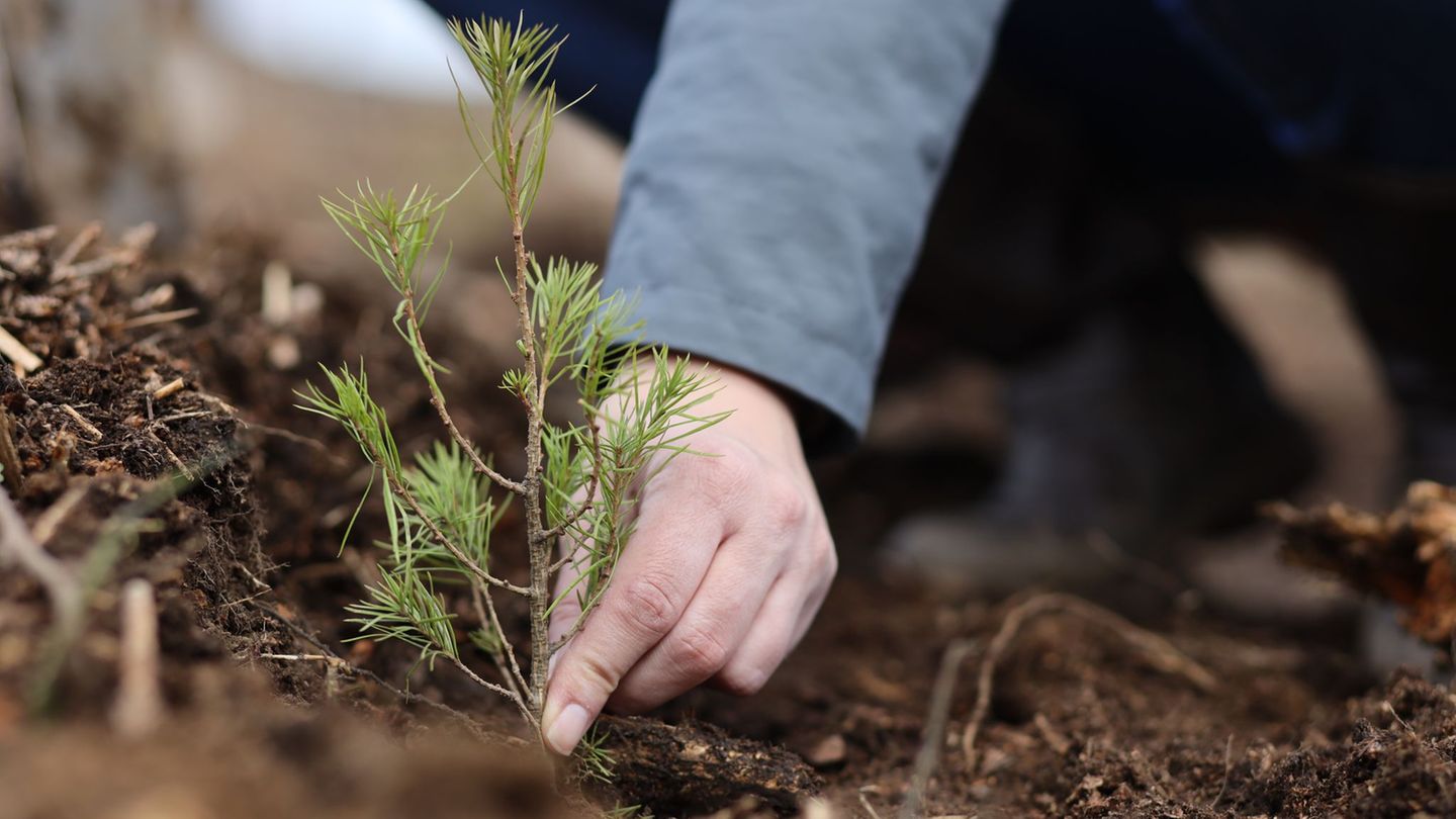 Eine junge Lärche wird gepflanzt. (Archivbild) Foto: Matthias Bein/dpa