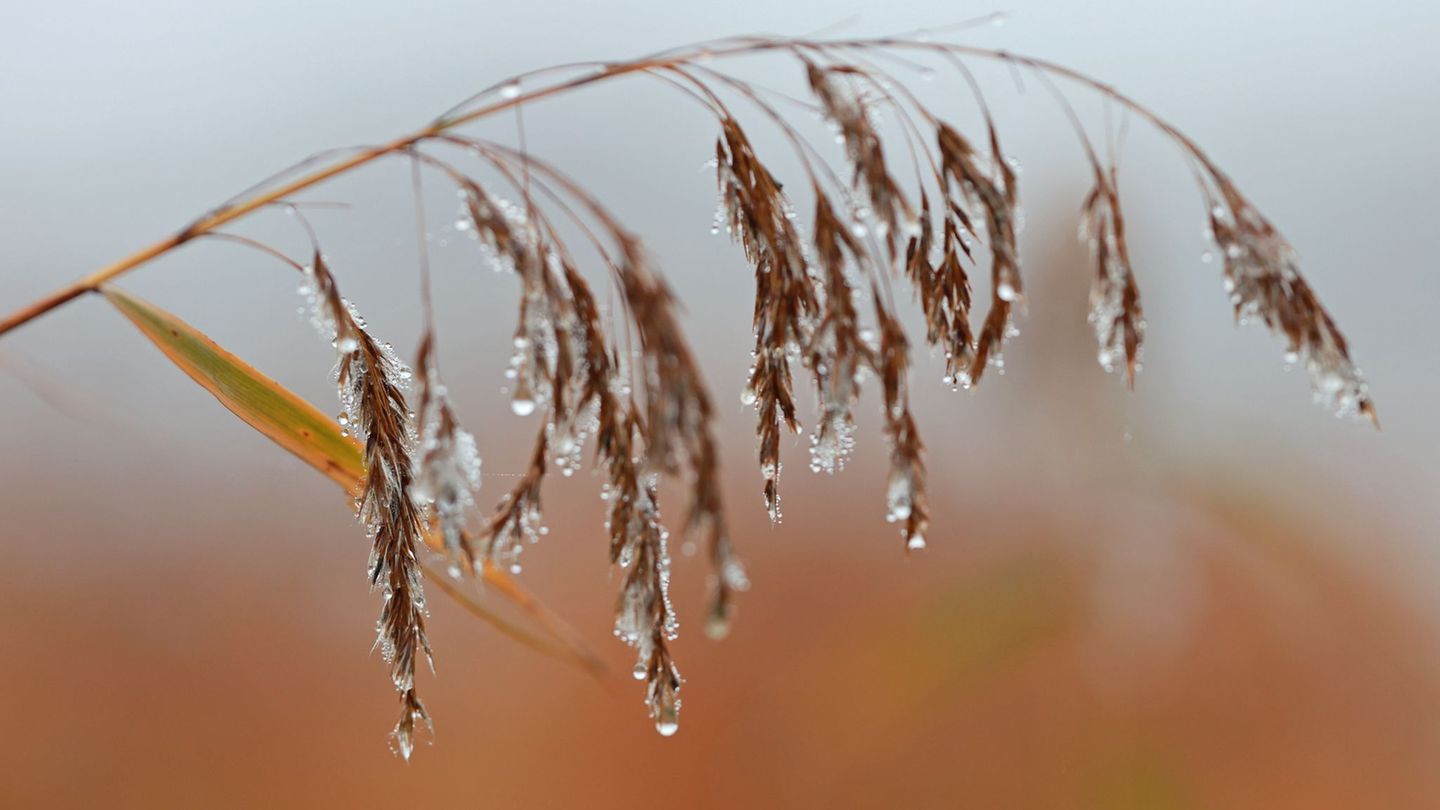 Am Montag und Dienstag ist es meist stark bewölkt, auch Nieselregen ist örtlich möglich, wie es hieß. Foto: Matthias Bein/dpa