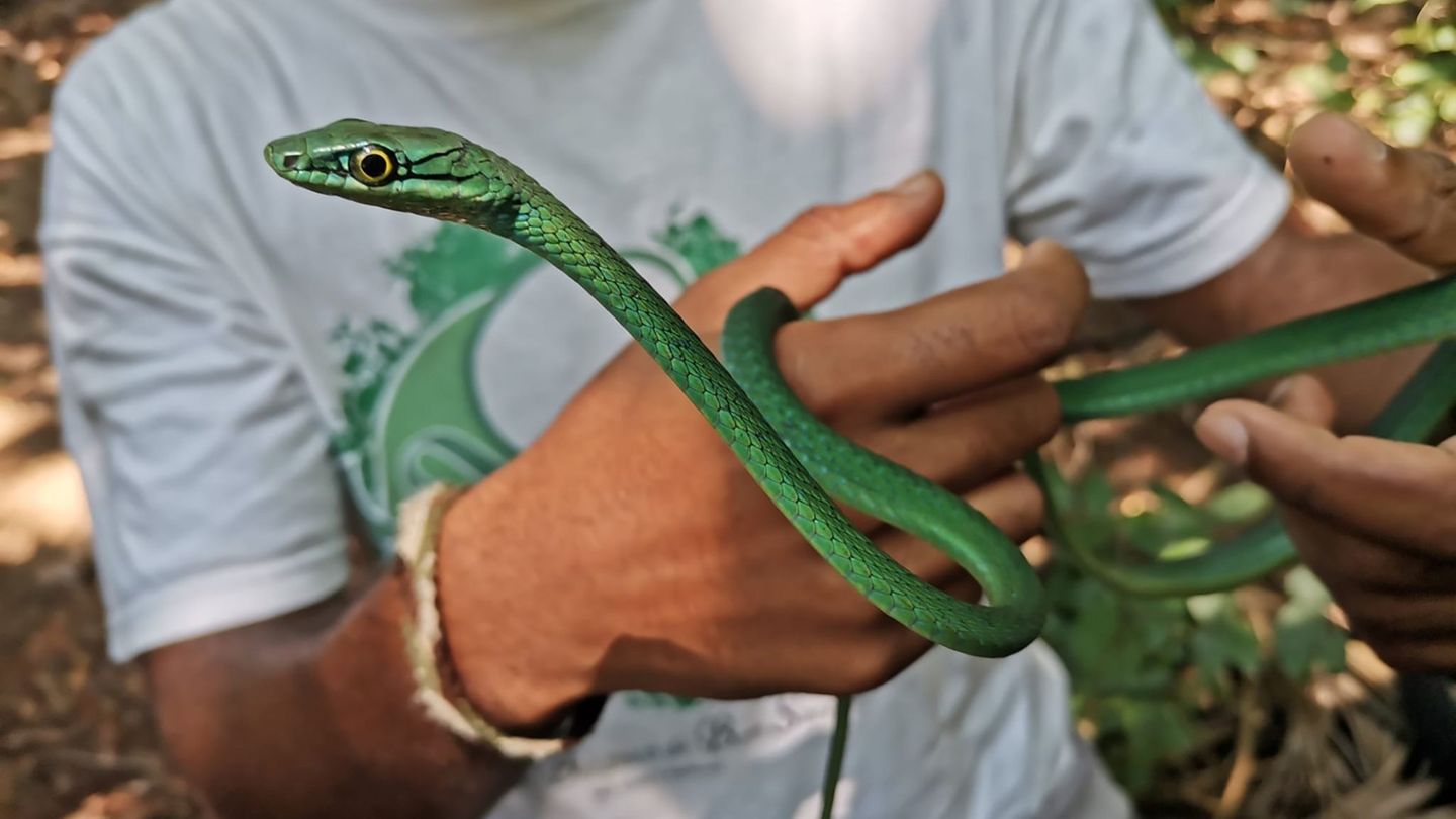 Besonders - und todgeweiht: Inselreptilien verschwinden, bevor man sie überhaupt kennt