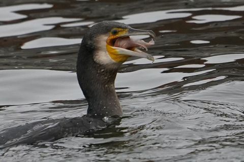 Kormorane, aber auch andere tierische Fischjäger wie der Otter bereiten dem Landesanglerverband Thüringen Sorgen. (Archivbild) F