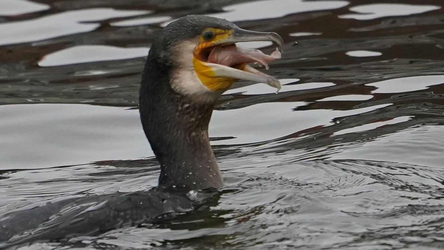 Kormorane, aber auch andere tierische Fischjäger wie der Otter bereiten dem Landesanglerverband Thüringen Sorgen. (Archivbild) F