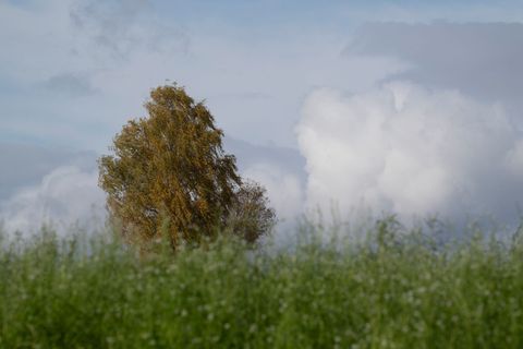 Das Wetter in Rheinland-Pfalz und dem Saarland bleibt herbstlich-trüb bei milden Temperaturen. (Symbolbild) Foto: Marijan Murat/