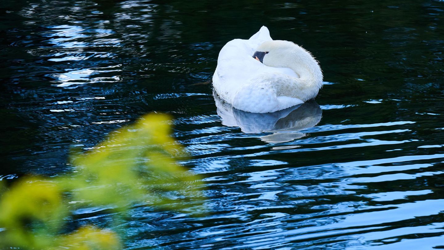 Die Polizei ermittelt wegen des Verdachts der Jagdwilderei und des Verstoßes gegen das Tierschutzgesetz. (Symbolbild) Foto: Anne
