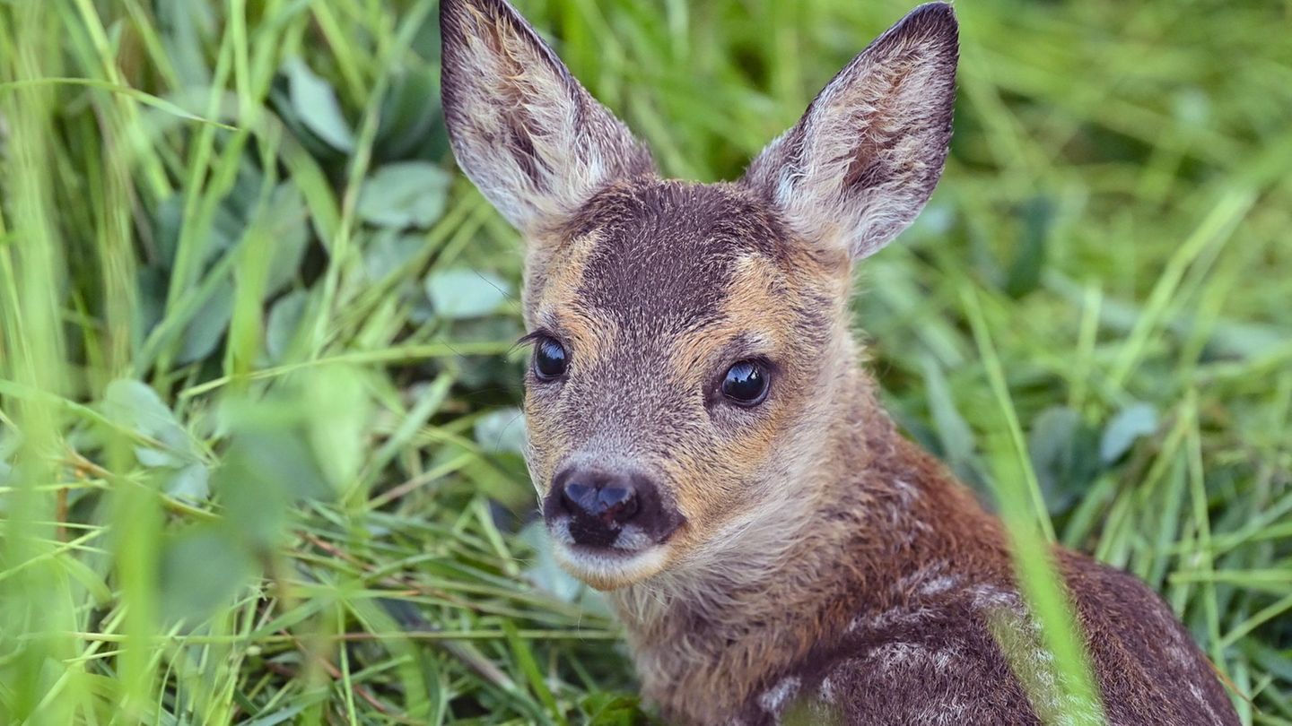 Tiere: Rehkitz offenbar von freilaufendem Hund getötet