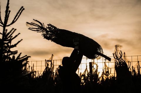 Jetzt ist wieder Zeit für Weihnachtsbäume. (Symbolbild) Foto: Andreas Arnold/dpa