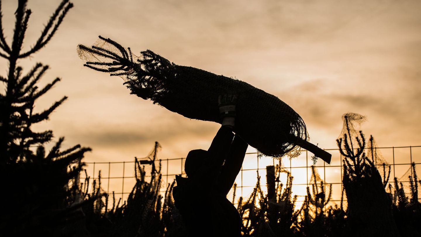 Jetzt ist wieder Zeit für Weihnachtsbäume. (Symbolbild) Foto: Andreas Arnold/dpa