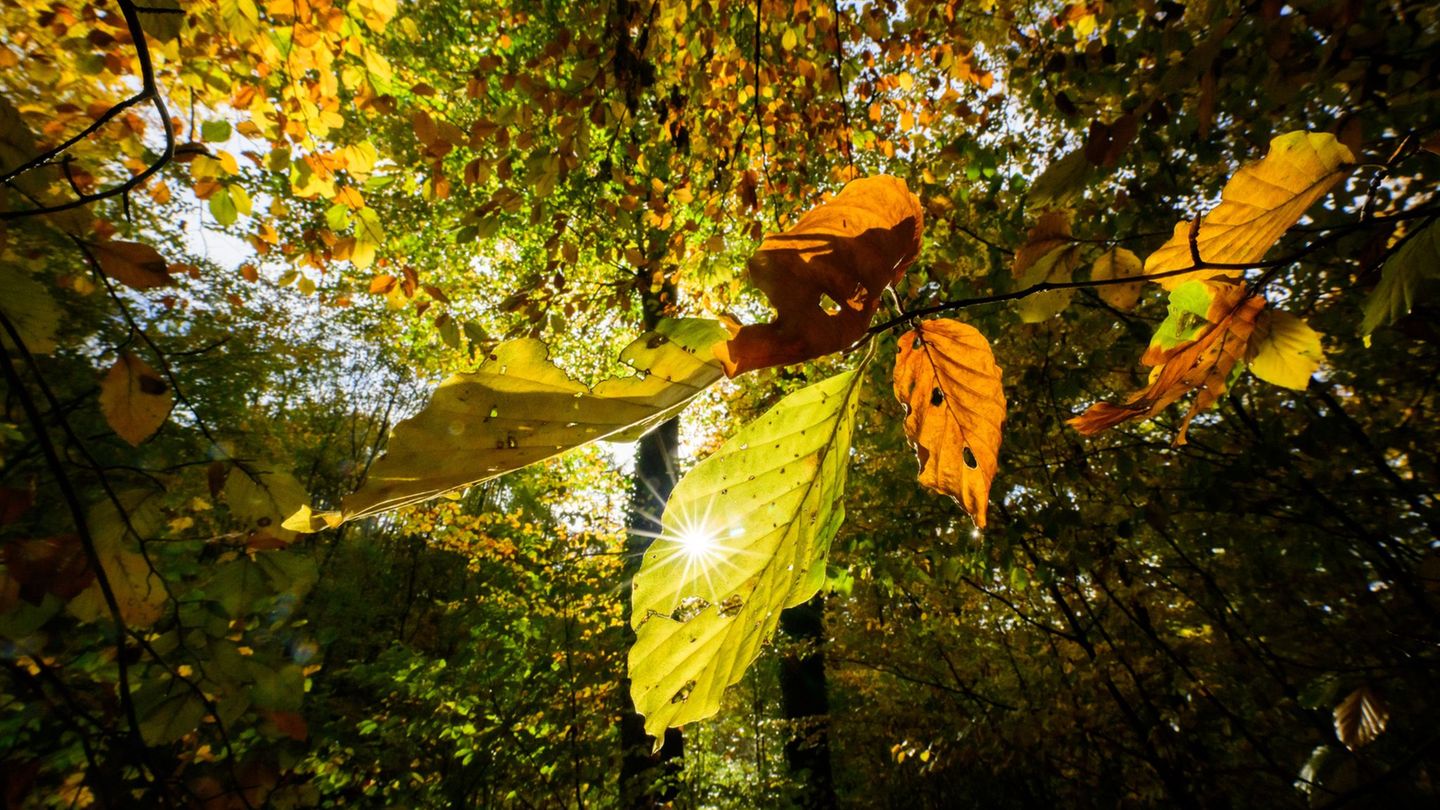 Die Woche startet zwar mit Regen - doch Niedersachsen und Bremen dürfen auch mit Sonnenschein rechnen. (Archivbild) Foto: Julian