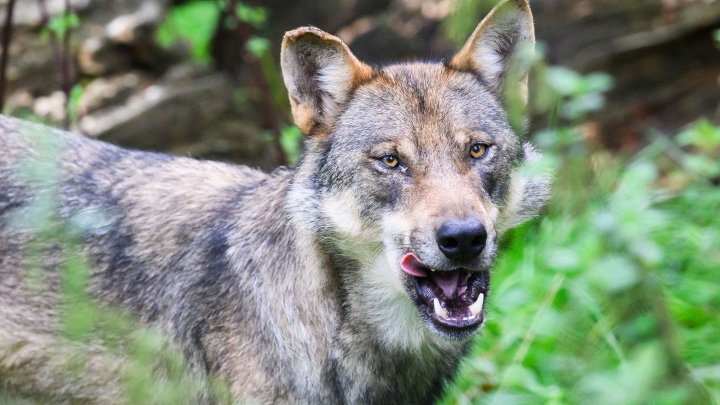 Landwirtschaft: Niedersachsen fordert Tempo bei Wolfs-Gesetzen
