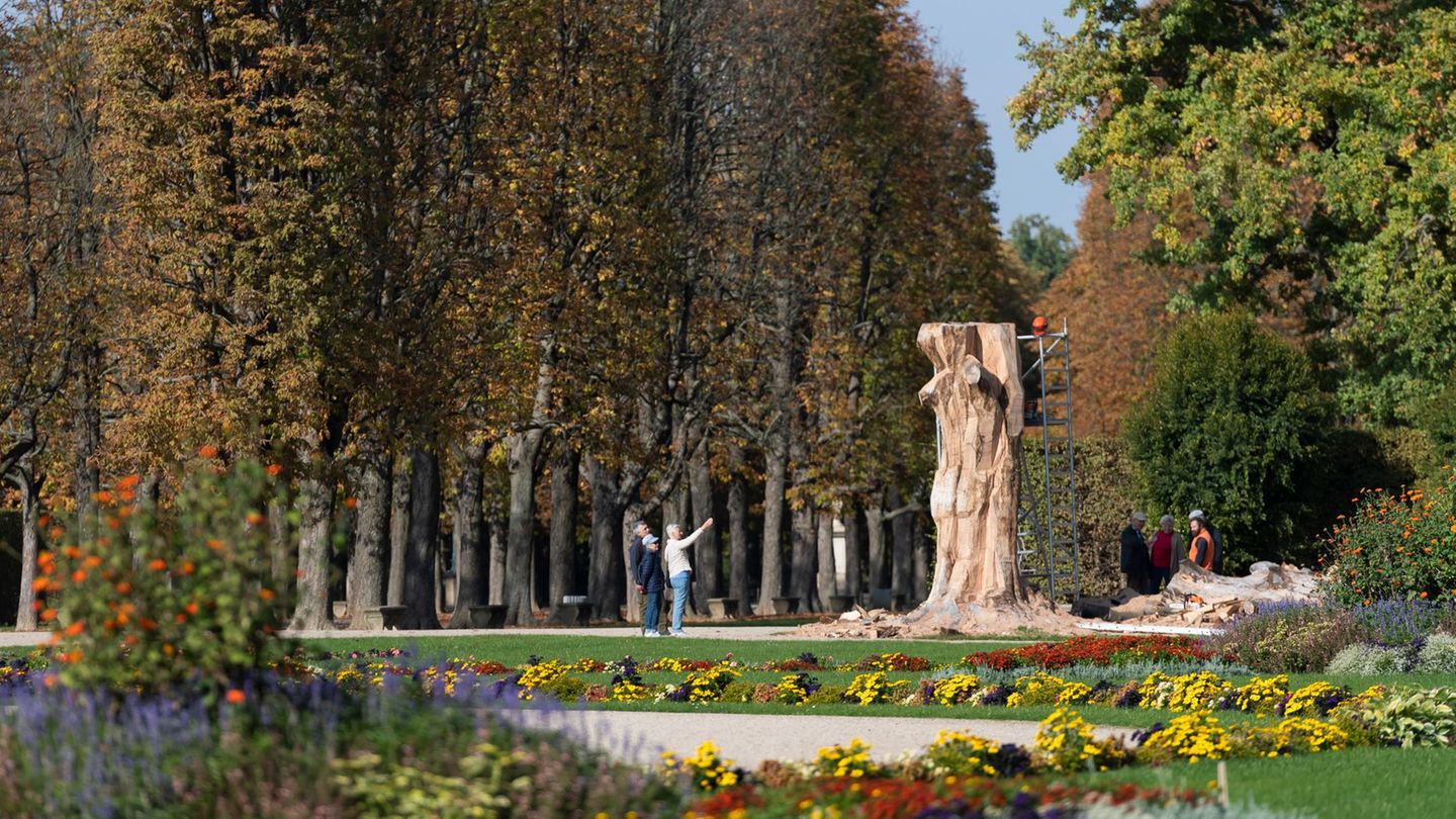 Zweite Blutbuche im Schlosspark Pillnitz muss gefällt werden. (Archivbild) Foto: Matthias Rietschel/dpa