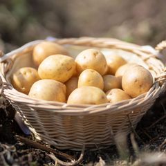 An der Seenplatte fahndet die Polizei nach einem mutmaßlichen Betrüger, der einer alten Frau ein paar Kilo Kartoffeln für mehrer