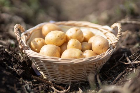 An der Seenplatte fahndet die Polizei nach einem mutmaßlichen Betrüger, der einer alten Frau ein paar Kilo Kartoffeln für mehrer