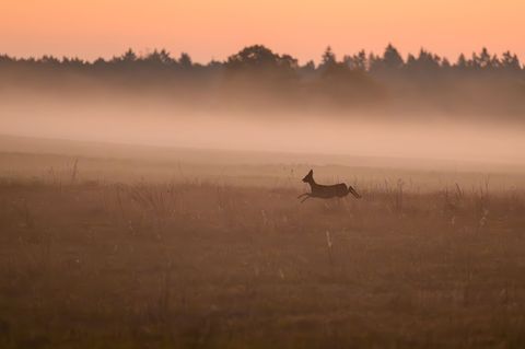 Wer ein verletztes Wildtier findet, kann sich künftig zur Beratung an "Wildtiernah Berlin" wenden. (Symbolbild) Foto: Patrick Pl