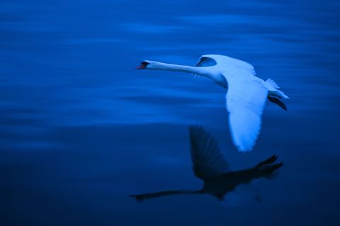 Bei einem Schwan am Bodensee wurde die Vogelgrippe nachgewiesen. (Symbolbild) Foto: Felix Kästle/dpa