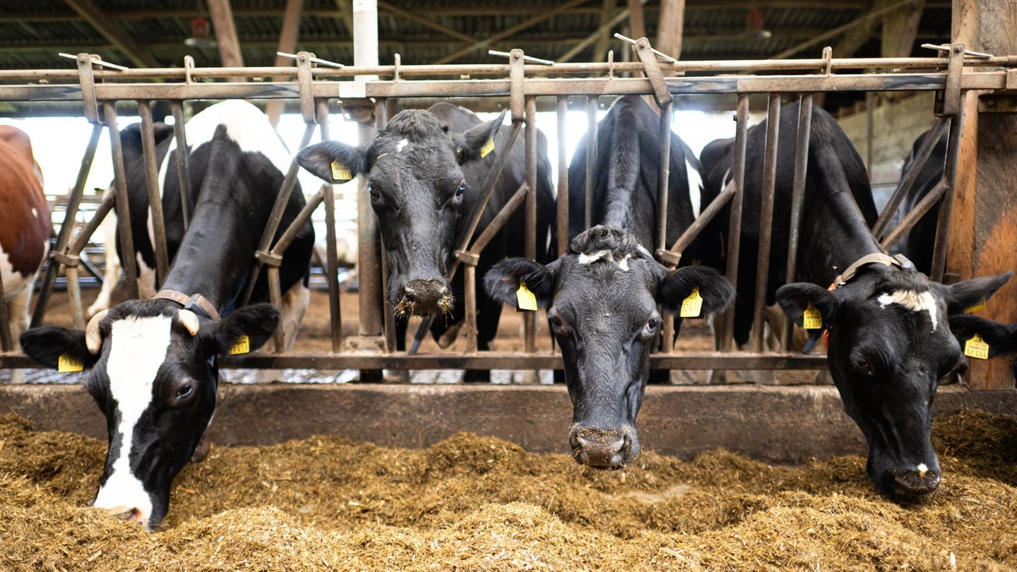 EU-Agrarförderung: EU-Einigung: Weniger Bürokratie und Kontrollen für Landwirte