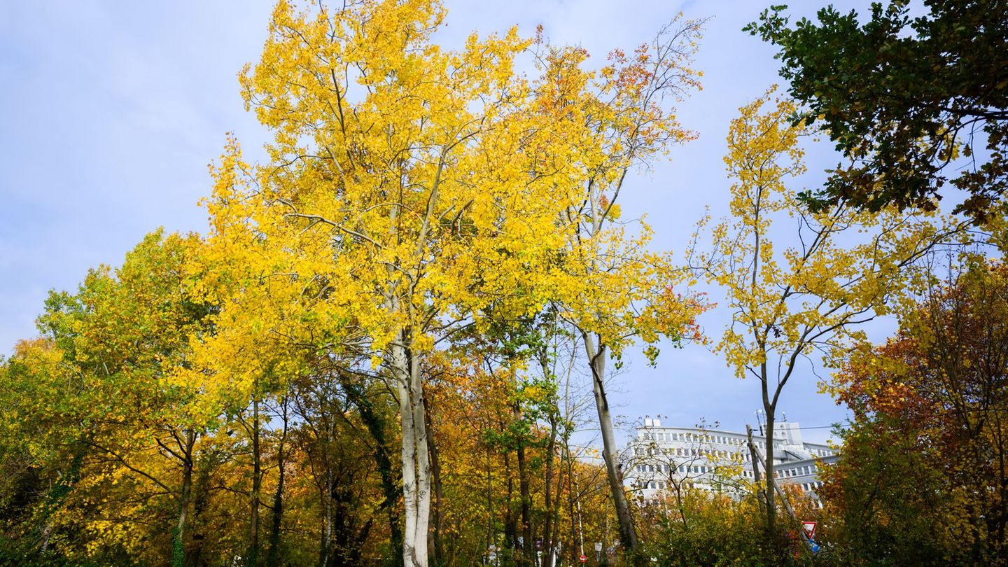 Flora: Baum des Jahres eine Seltenheit in Thüringen